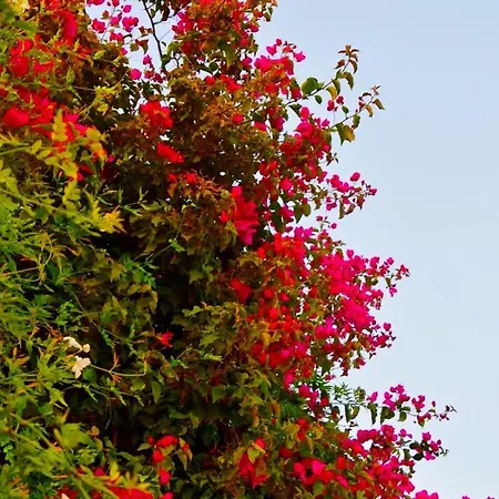 Axarquia Villa